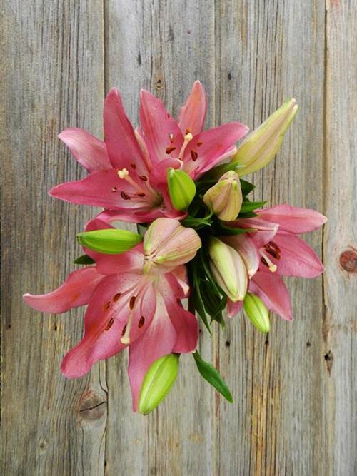 Arbatax  Pink La Hybrid Lilies